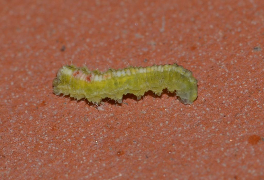 Larva di Surphidae da confermare